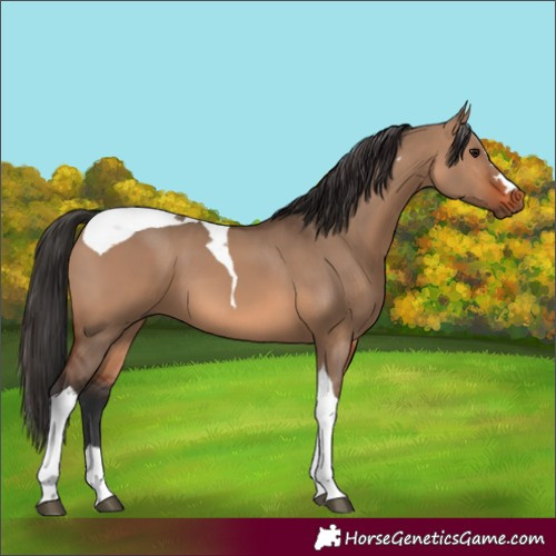 Horse Color:Brown Dun Tobiano