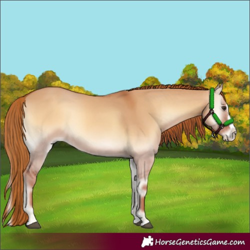 Horse Color:Red Dun Onyx Splash