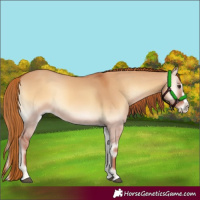 Horse Color:Red Dun Onyx Splash