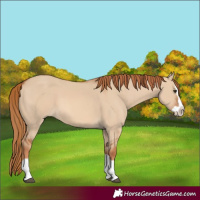Horse Color:Red Dun Splash 