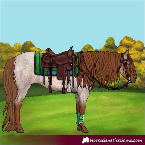 Horse Color:Red Roan 