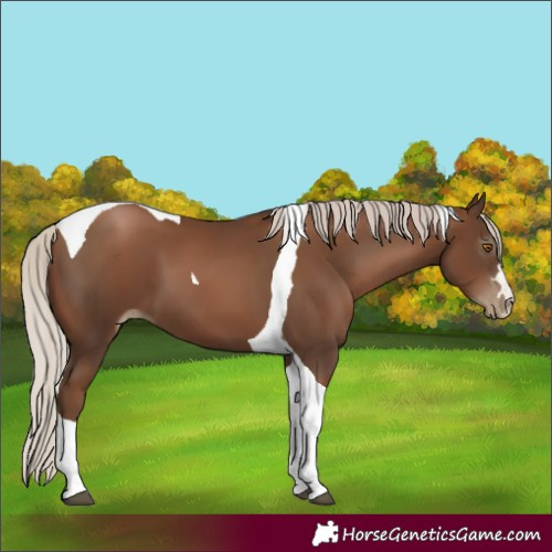 Horse Color:Gray Silver Black Pearl Tobiano 