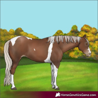 Horse Color:Gray Silver Black Pearl Tobiano 