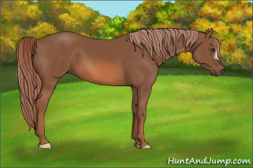 Horse Color:Chestnut 