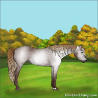 Horse Color:Gray Chestnut 