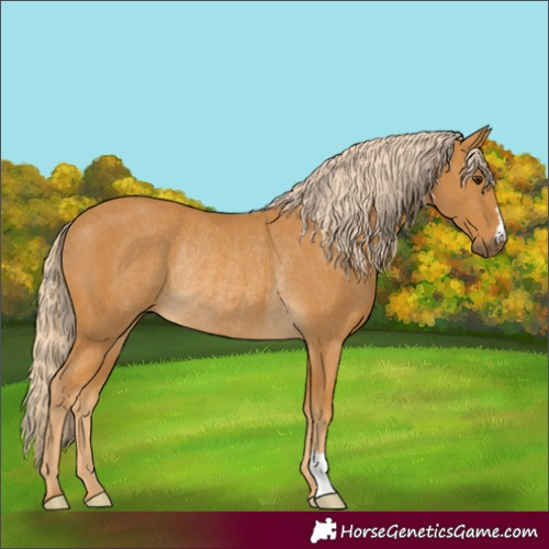 Horse Color:Palomino Rabicano 