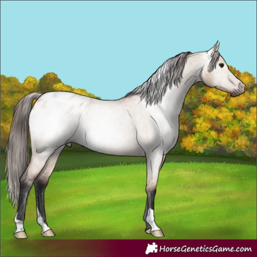 Horse Color:Gray Bay Roan Dun Appaloosa 