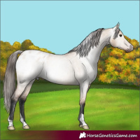 Horse Color:Gray Bay Roan Dun Appaloosa 