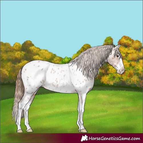 Horse Color:Red Roan Splash Appaloosa 