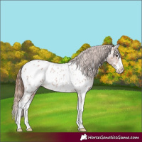 Horse Color:Red Roan Splash Near Leopard 