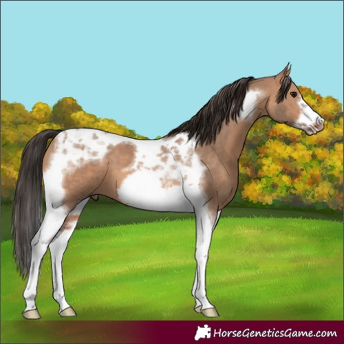 Horse Color:Bay Dun Tobiano Frame 