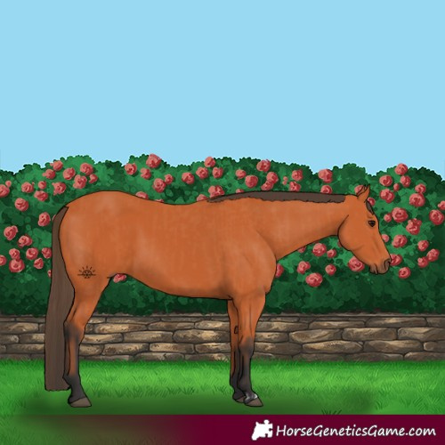 Horse Color:Bay  and Bay 