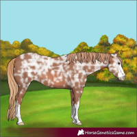 Horse Color:White Spotted Chestnut Ice Rabicano