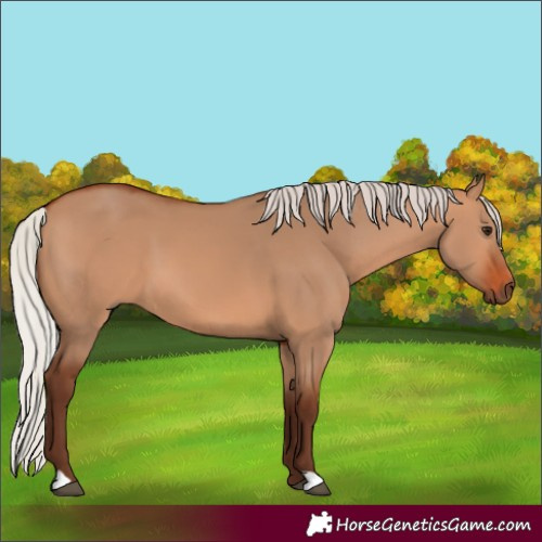 Horse Color:Silver Bay Dun