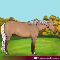 Horse Color:Silver Bay Dun