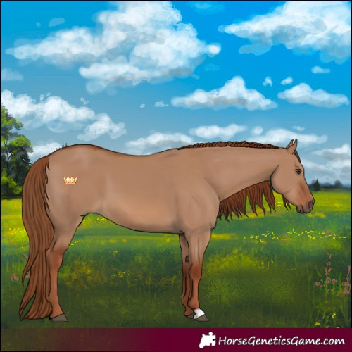 Horse Color:Red Dun 