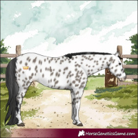 Horse Color:Grullo Tobiano Leopard 