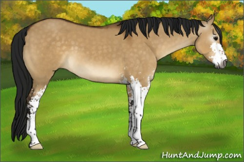 Horse Color:Gray Buckskin Dun Sabino 