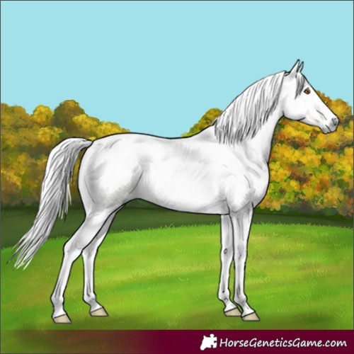 Horse Color:Gray Buckskin Dun Sabino 
