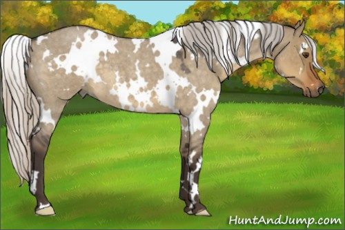 Horse Color:White Spotted Silver Smoky Grullo Roan 
