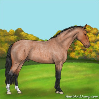 Horse Color:Bay Roan 