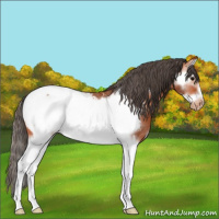 Horse Color:Bay Splash Frame Snowcap Rabicano 