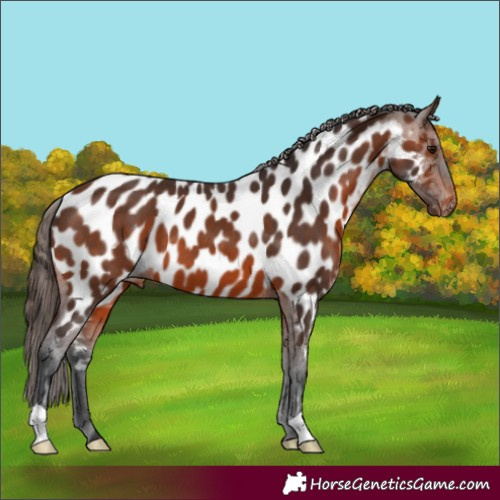 Horse Color:Brown Near Leopard