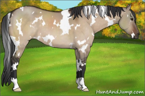 Horse Color:White Spotted Brown Dun 