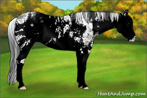 Horse Color:ERROR: UNKNOWN ANOMALY