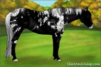 Horse Color:ERROR: UNKNOWN ANOMALY