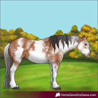 Horse Color:White Spotted Bay Frame