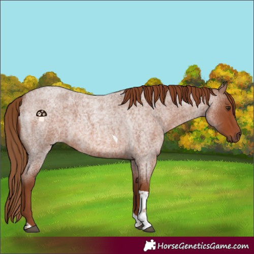 Horse Color:Red Roan Tobiano 