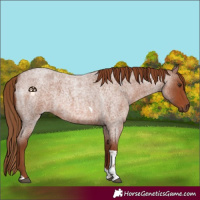 Horse Color:Red Roan Tobiano 