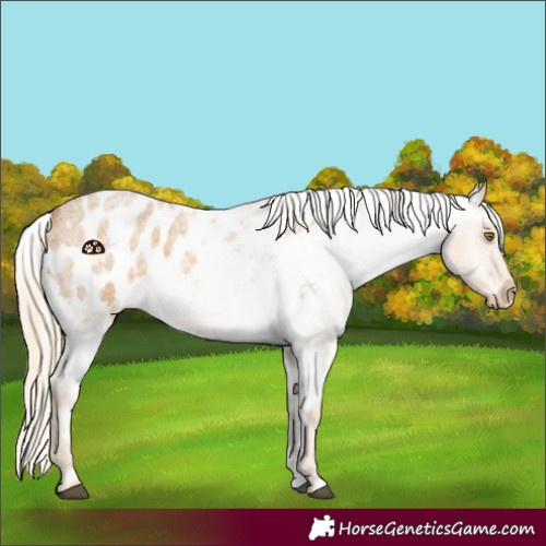 Horse Color:Palomino Roan Appaloosa 