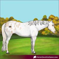 Horse Color:Palomino Roan Appaloosa 