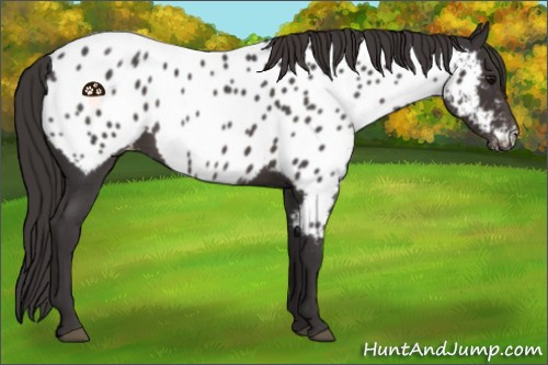 Horse Color:Smoky Blue Roan Appaloosa 