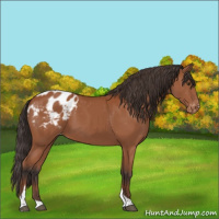 Horse Color:Bay Tobiano Appaloosa Rabicano 