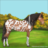 Horse Color:Bay Tobiano Appaloosa Rabicano 