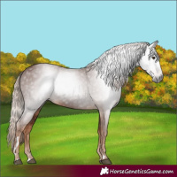 Horse Color:Gray Chestnut 
