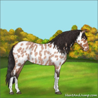 Horse Color:Brown Roan Tobiano Near Leopard Rabicano 