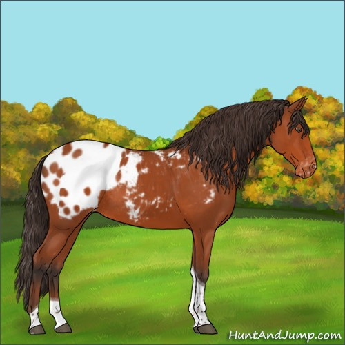 Horse Color:Bay Tobiano Blanket Rabicano