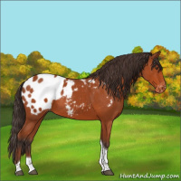 Horse Color:Bay Tobiano Blanket Rabicano 