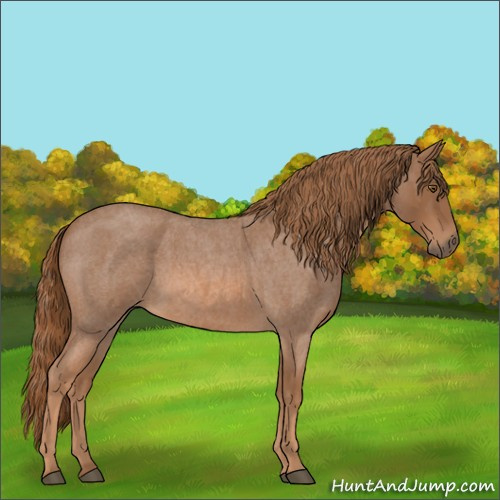 Horse Color:Red Roan 