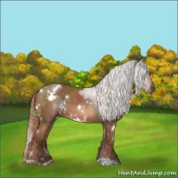 Horse Color:White Spotted Chestnut 