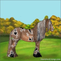 Horse Color:White Spotted Chestnut Sabino