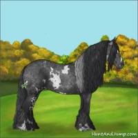 Horse Color:White Spotted Black Sabino 