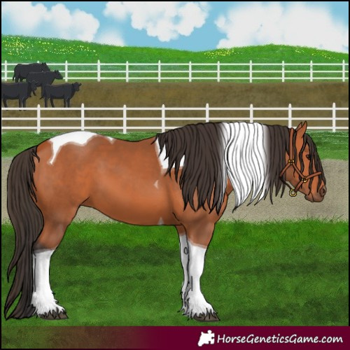Horse Color:Bay Tobiano 