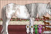 Horse Color:White Spotted Bay Appaloosa 