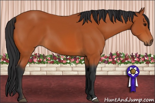 Horse Color:Bay 