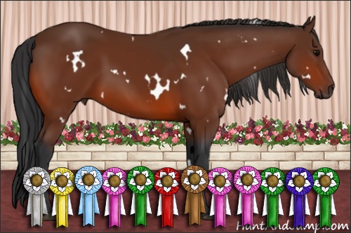 Horse Color:White Spotted Bay 